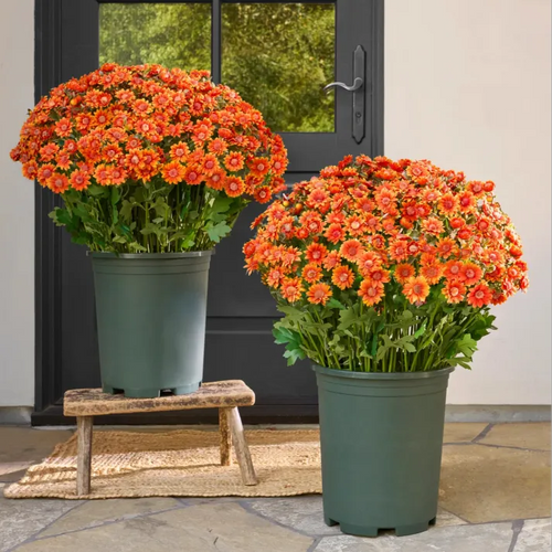 💥Last Day Each - Artificial Outdoor Sunset Mums Flowers - Waterproof, Windproof💥tiaozhuan