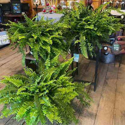 🔥Last Day 75% OFF--🌿UV Resistant Lifelike Artificial Boston Fern🌿 tiaozhuan