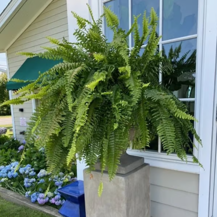 🔥Last Day 75% OFF--🌿UV Resistant Lifelike Artificial Boston Fern🌿 tiaozhuan