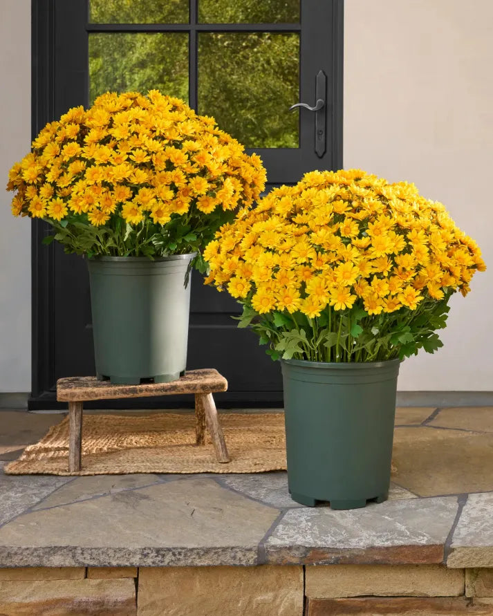 💥Last Day Each - Artificial Outdoor Sunset Mums Flowers -  Waterproof, Windproof💥tiaozhuan