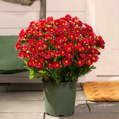 💥Last Day Each - Artificial Outdoor Sunset Mums Flowers -  Waterproof, Windproof💥tiaozhuan