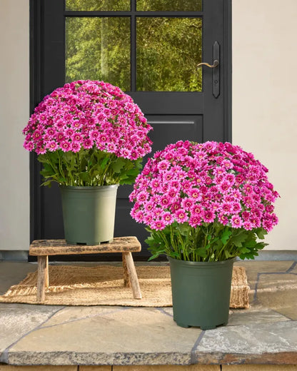 💥Last Day Each - Artificial Outdoor Sunset Mums Flowers -  Waterproof, Windproof💥tiaozhuan