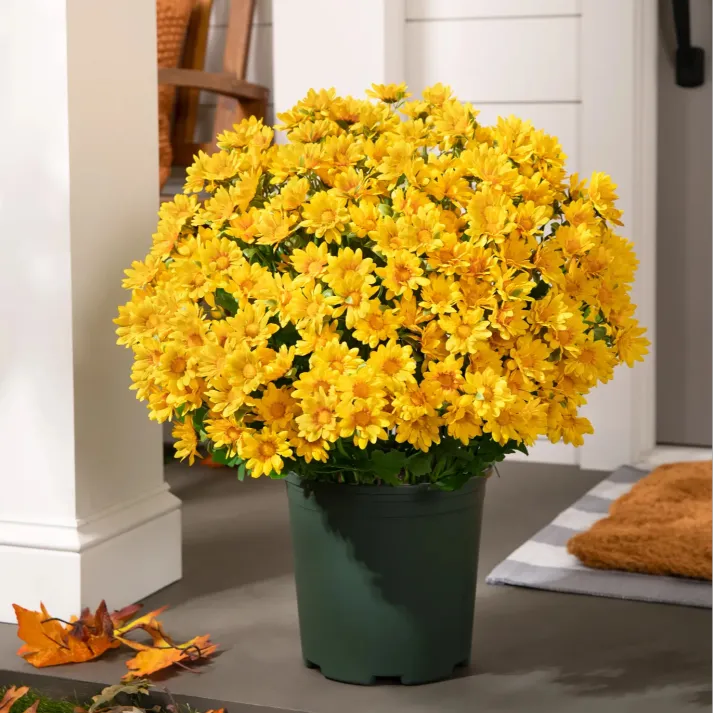 💥Last Day Each - Artificial Outdoor Sunset Mums Flowers -  Waterproof, Windproof💥tiaozhuan