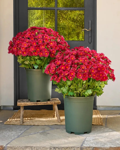 💥Last Day Each - Artificial Outdoor Sunset Mums Flowers -  Waterproof, Windproof💥tiaozhuan