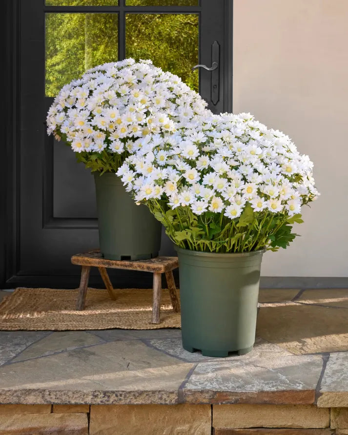 💥Last Day Each - Artificial Outdoor Sunset Mums Flowers -  Waterproof, Windproof💥tiaozhuan