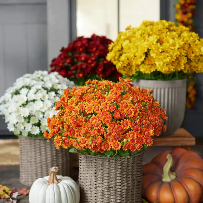 💥Last Day Each - Artificial Outdoor Sunset Mums Flowers -  Waterproof, Windproof💥tiaozhuan