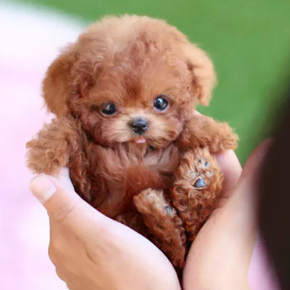 🐶🌭Nicco - My Realistic Robot Puppy🐶tiaozhuan